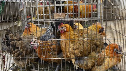 Des poulets dans un marché de la ville de Kunming (Chine), le 21 février 2017. (STRINGER / IMAGINECHINA / AFP)