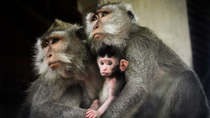 Il y a des dizaines de millions d’années, l’organisation sociale des primates était très majoritairement celle de la vie de couple : un mâle et une femelle, et éventuellement sa progéniture. (Illustration) (GUSTAVO MEJÍA / 500PX / GETTY IMAGES)