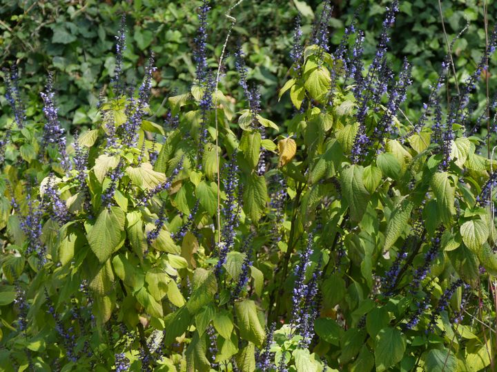 Salvia roscida, une sauge arbustive originaire du Mexique. (ISABELLE MORAND / RADIO FRANCE / FRANCE INFO)