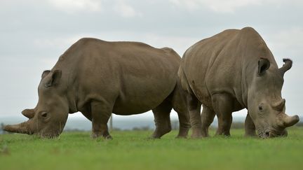 Biodiversité : la nature sauvage mise en danger par l'homme