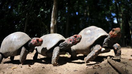 Historiquement compar&eacute;es aux l&eacute;zards et serpents, les tortues seraient issues d'une toute autre famille, rapporte une &eacute;tude &agrave; para&icirc;tre mercredi 16 mai.&nbsp; (CHRISTOPHE SIMON / AFP)