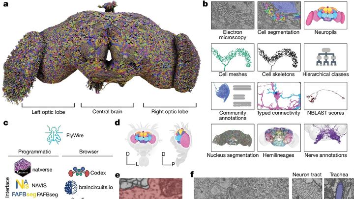 A connectomic reconstruction of an entire fly brain, that is to say of all the neuronal connections in the brain of an adult fly. (NATURE)