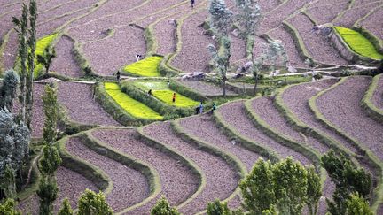 Des agriculteurs cachemiri pr&eacute;parent les semis dans les&nbsp;rizi&egrave;res &agrave; Bandipora (Inde), le 10 juin 2014. (DANISH ISMAIL / REUTERS)