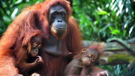  (l’école de la jungle pour les orangs-outans de Bornéo © Maxppp)