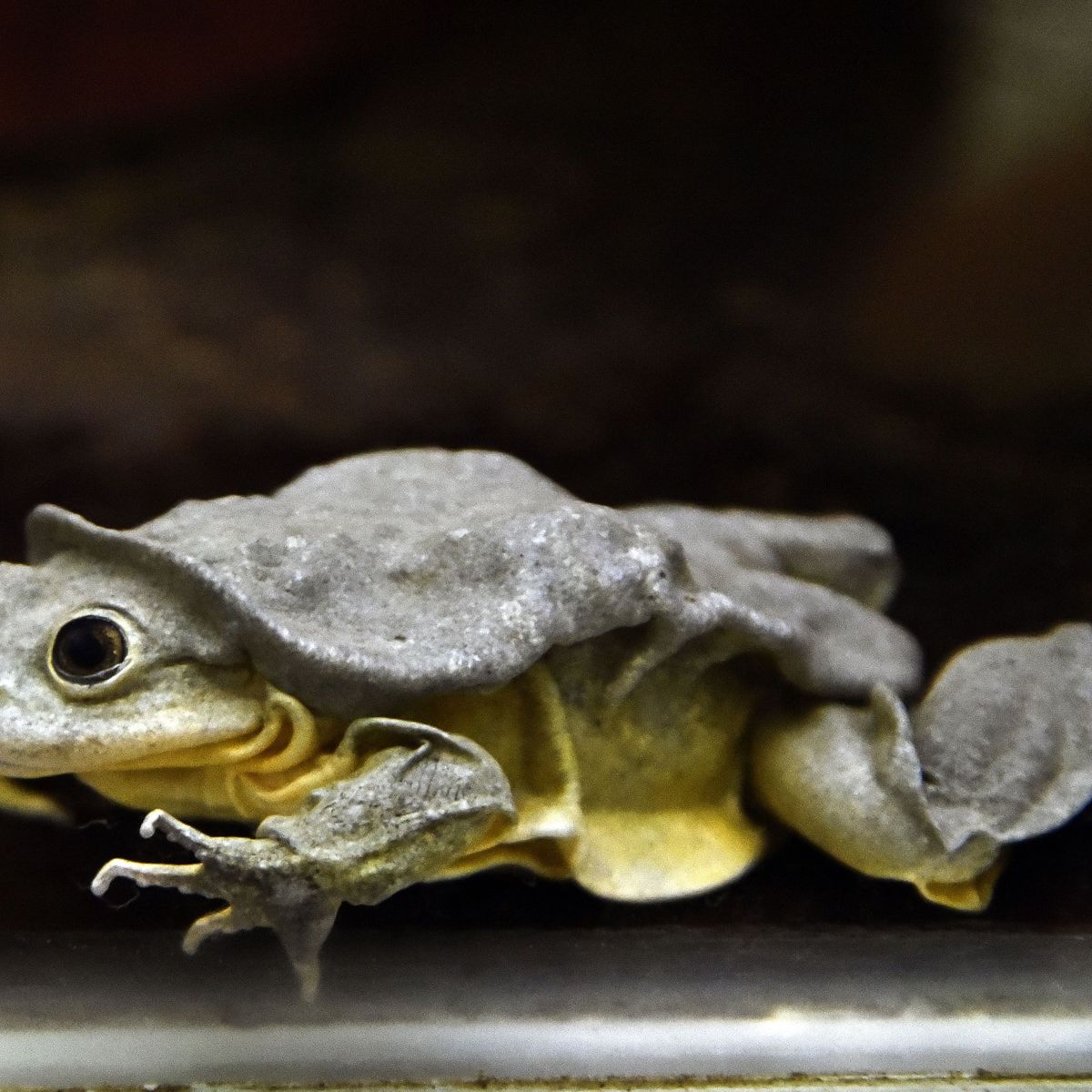 On Voudrait Une Nature A L Image De Ce Qu On Aime Pourquoi Les Animaux Moches Sont Plus Menaces Que Les Autres