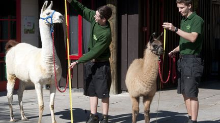 Comme chaque ann&eacute;e, des soigneurs mesurent et p&egrave;sent les animaux (ici des lamas) du&nbsp;zoo de Londres (Royaume-Uni), le 21 ao&ucirc;t 2014. (MAXPPP)