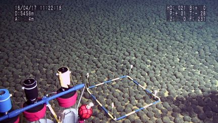 Des nodules de manganèse découverts à quelque 5 500 mètres de profondeur dans la zone économique exclusive du Japon, autour de Minamitorishima, à 1 850 kilomètres au sud de Tokyo. (HO / JAMSTEC)