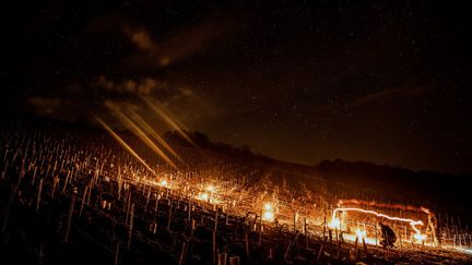 Un viticulteur allume des feux de brasero pour protéger ses vignes du gel, le 7 avril 2021 en Bourgogne.&nbsp; (JEFF PACHOUD / AFP)