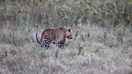 Léopard dans le&nbsp;Lake Nakuru National Park au Kenya, le 18 août 2015. (JOE PENNEY / X02952)