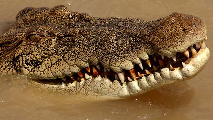 Un crocodile pris en photo le 2 septembre 2008 dans le Territoire du nord, pr&egrave;s de Darwin (Australie), l&agrave; o&ugrave; un jeune homme a &eacute;t&eacute; happ&eacute; par un crocodile, le 24 ao&ucirc;t 2013. (GREG WOOD / AFP)