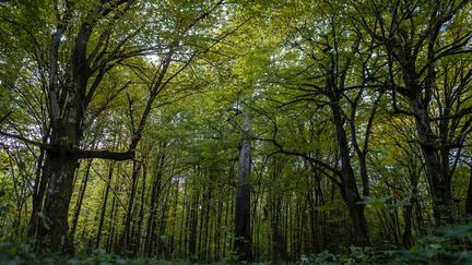 Des arbres dans la forêt primaire de Bialowieza (Pologne). (AFP)