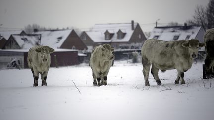 Des vaches paturent dans la neige à Maubeuge (Nord). (MAXPPP)