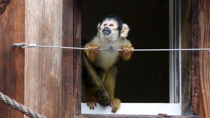 Un singe écureuil au zoo de Londres, le 25 août 2022. (SUSANNAH IRELAND / AFP)