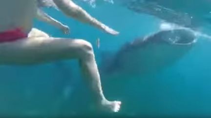 Capture d'écran d'une vidéo montrant deux jeunes filles tomber sur un requin-baleine en pleine séance de baignade aux Philippines.&nbsp; (YOUTUBE)