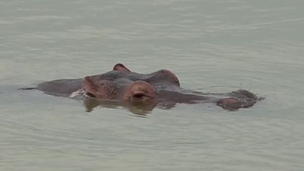 Dans les 1980, Pablo Escobar avait créé une réserve d'animaux sauvages dans laquelle se trouvaient quatre hippopotames.&nbsp;Les animaux ont survécu au baron colombien de la drogue et sont aujourd'hui une centaine. (CAPTURE ECRAN FRANCE 2)