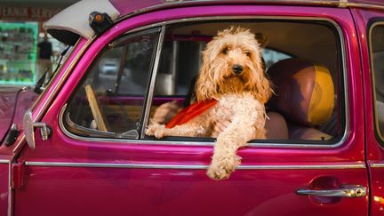 "Chauffeur dog" de Mehmet Aslan (Turquie). "Une scène que j'ai vue au feu rouge. Au début j'ai même cru que le chien était au volant!" (MEHMET ASLAN - COMEDY PETS PHOTOGRAPH AWARDS)