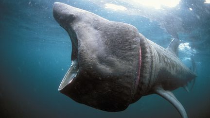 160 signalements d'un ou plusieurs requins ont &eacute;t&eacute; transmis &agrave; l'association depuis le d&eacute;but du printemps. (PASCAL KOBEH / BIOSPHOTO / AFP)