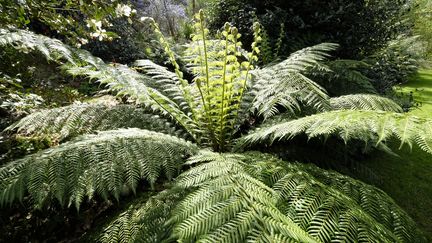 Fougère arborescente en pleine terre, Jardin du Pellinec (Bretagne).&nbsp; (ISABELLE MORAND / DIDIER HIRSCH / RADIO FRANCE / FRANCE INFO)