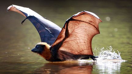 Un renard volant &agrave; t&ecirc;te grise se rafra&icirc;chit dans les eaux du fleuve Yarra &agrave; Melbourne (Australie) o&ugrave; la temp&eacute;rature atteint les 30&deg;C depuis plusieurs jours, le 2 janvier 2012. (NEWSPIX / REX / SIPA)