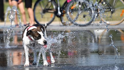 Un chien se rafraîchit à Montpellier (Hérault), le 16 juin 2017.&nbsp; (PASCAL GUYOT / AFP)