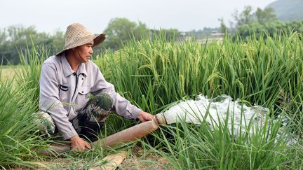 Un agriculteur pompe de l'eau dans un champ pour l'irriguer dans la ville de&nbsp;Xingang, district de&nbsp;Fanchang&nbsp;de la ville de&nbsp;Wuhu, province de l'Anhui&nbsp;(est de la Chine), le 23 août 2022. (ZHOU MU / XINHUA)