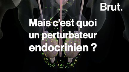 Dans nos habits, nos cosmétiques, nos détergents… et même dans nos assiettes. Les perturbateurs endocriniens sont partout et la manière dont ils affectent l'homme est encore mal connue. Mais au fait, c'est quoi un perturbateur endocrinien ?