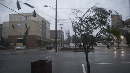 Un arbre se plie sous l'effet du vent provoqué par l'ouragan Florence, le 14 septembre 2018, à&nbsp;Wilmington (Caroline du Nord). (ANDREW CABALLERO-REYNOLDS / AFP)