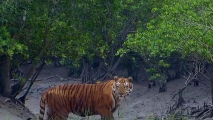 Au cœur de la plus grande forêt de mangrove au monde, entre l'Inde et le Bangladesh, les femmes sont&nbsp;surnommées "veuves tigres", car leurs époux sont dévorés par des félins qui n'entendent pas se laisser chasser de leur territoire. (FRANCE 2)