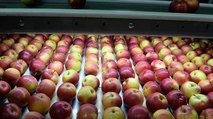 Une cha&icirc;ne de production de pommes &agrave; Regnow, en Pologne, le 26 avril 2014. (JANEK SKARZYNSKI / AFP)