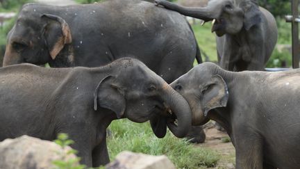 Des éléphants dans le refuge de Pinnawala au Sri Lanka, le 11 août 2020. (LAKRUWAN WANNIARACHCHI / AFP)