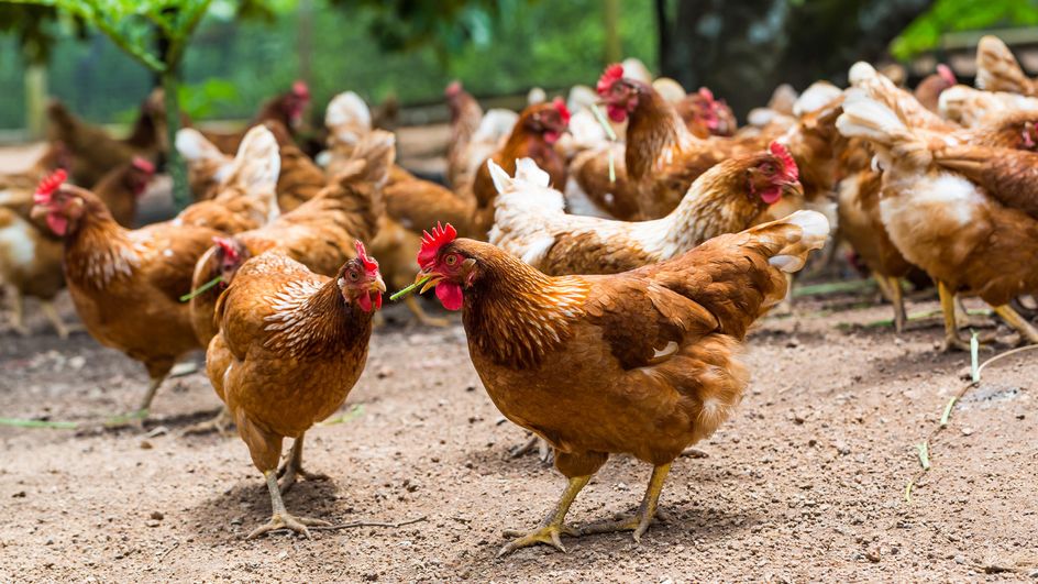 Poulet fermier, bio ou d’élevage intensif