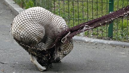 Un chien errant est pris dans les filets des employ&eacute;s municipaux de la ville de Bucarest (Roumanie), le 3 avril 2014. (BOGDAN CRISTEL / REUTERS)