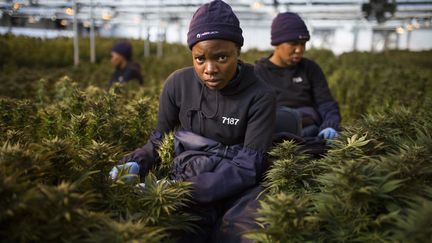 Des travailleuses ramassent des feuilles de plants de cannabis dans une serre au Lesotho, premier pays africain à&nbsp;autoriser la culture du cannabis médicinal, 6 août 2019. (GUILLEM SARTORIO / AFP)