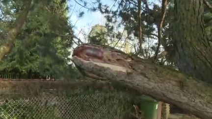 Des arbres arrachés, des routes coupées, 130 000 foyers coupés d'électricité... lundi 10 février, les conséquences de la tempête Ciara sont nombreuses. (France 3)