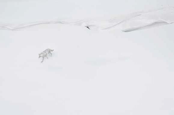 &nbsp; (© Vincent Munier)