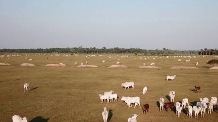 Amazonie : les supermarchés mis en cause dans la déforestation