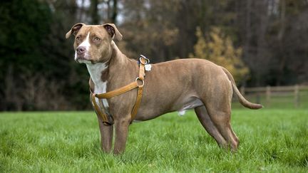 L'enfant a été mordu par Staffordshire bull terrier. (AKIMDI / ARTERRA / NEWSCOM VIA MAXPPP)