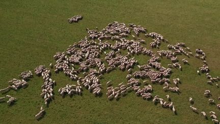 La fièvre catarrhale continue de s'étendre. En France, plusieurs centaines de cas ont été recensés dans le dernier bilan sanitaire. Cette maladie qui touche les moutons est désormais présente dans plus d'une dizaine de départements.