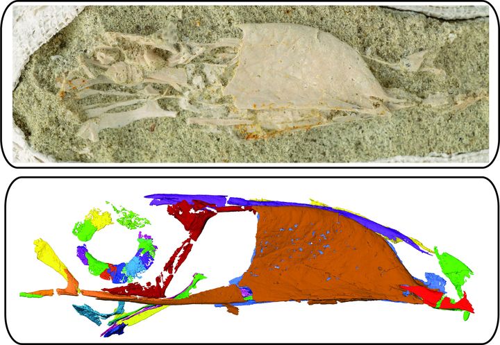 Photographie et scanner du Falcatakely&nbsp;forsterae fossilisé dévoilé&nbsp;par l'université de l'Ohio le 25 novembre 2020 (BEN SIEGEL / OHIO UNIVERSITY)