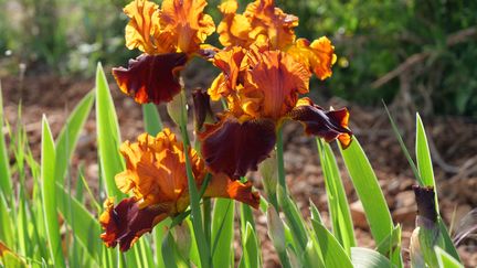 Iris 'Rustler'. Dans le soleil, ses pétales ambrun à brun rouge, suivre sont des merveilles. Hauteur : 0,90 m. Une valeur sûre.&nbsp; (ISABELLE MORAND / RADIO FRANCE / FRANCE INFO)