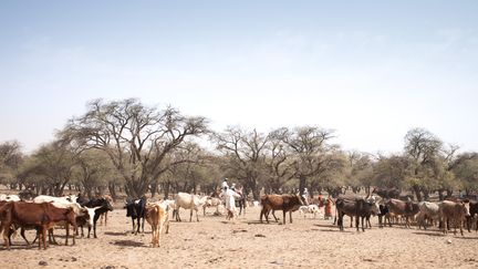 Un fermier et son troupeau de bétail sur la route entre Adre et Farchana, dans la région du Ouaddaï, au Tchad, le 25 mars 2019. (AMAURY HAUCHARD / AFP)