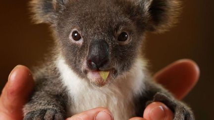 Archer, un b&eacute;b&eacute; koala &acirc;g&eacute; de huit mois dans les mains de son soigneur au parc animalier de Featherdale &agrave; Sydney (Australie), le 15 juin 2014. (TOBY ZERNA / NEWSPIX / REX / SIPA)