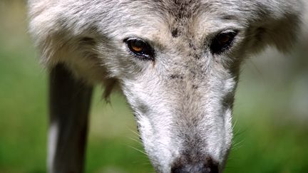 Un loup du zoo de Mulhouse (Haut-Rhin). Photo d'illustration. (SEBASTIEN BOZON / AFP)