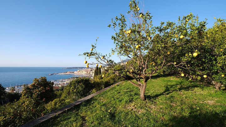 La Casetta, pépinière municipale de la ville de Menton, se trouve sur les hauteurs de Garavan. Elle est entièrement dédiée aux agrumes.&nbsp; (ISABELLE MORAND / DIDIER HIRSCH / RADIO FRANCE / FRANCE INFO)