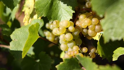 Concurrence étrangère : la colère des viticulteurs français