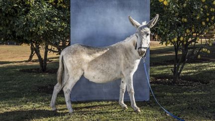 Elsa, une ânesse de 8 ans, dans une ferme laitière à Magaliesburg, le 13 juin 2022. (MARCO LONGARI / AFP)