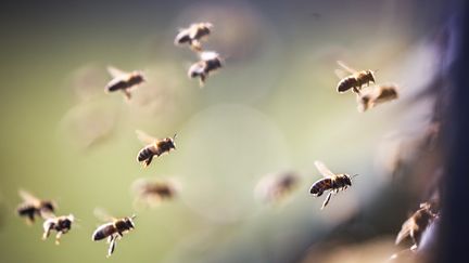 Des abeilles photographiées à Francfort (Allemagne), le 4 mars 2018. (FRANK RUMPENHORST / DPA)