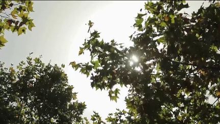 Canicule : comment parvenir à trouver le sommeil la nuit (France 2)