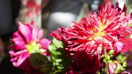 Des départements français ont eu l'idée de redonner vie à d'anciennes friches industrielles en replantant massivement. C’est le cas de la Seine-Saint-Denis (93), où les fleurs plantées dépolluent les sols de l’Île-Saint-Denis.