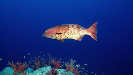 Une &eacute;tude publi&eacute;e en ao&ucirc;t 2012 rel&egrave;ve d'&eacute;tranges taches noires sur une centaine de truites de corail dans l'oc&eacute;an Pacifique. (REINHARD DIRSCHERL / AFP)